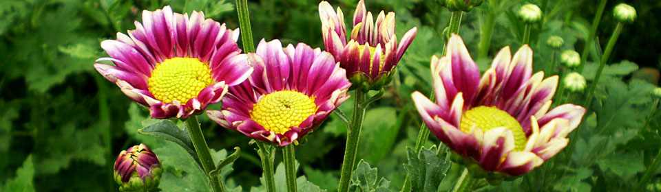 企业数字化转型的网络攻击软件